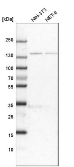 FNDC3B Antibody, Novus Biologicals 25 &mu;L | Buy Online | Novus Biologicals | Fisher Scientific